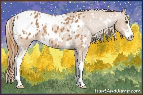 Horse Color:White Spotted Chestnut Sabino Blanket
