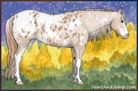 Horse Color:White Spotted Chestnut Sabino Appaloosa 