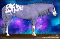 Horse Color:Watercolor Black Sabino Appaloosa 