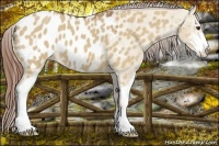 Horse Color:Red Dun Sabino Appaloosa 