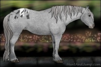Horse Color:Black Appaloosa Rabicano 