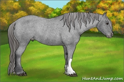 Horse Color:Black Appaloosa Rabicano 