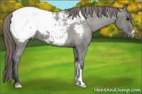 Horse Color:Grullo Snowcap 