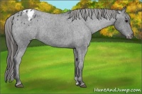 Horse Color:Black Appaloosa Rabicano 