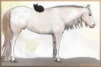 Horse Color:White Spotted Chocolate Black Pearl Snowcap Rabicano