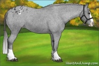 Horse Color:Black Splash Varnish Rabicano