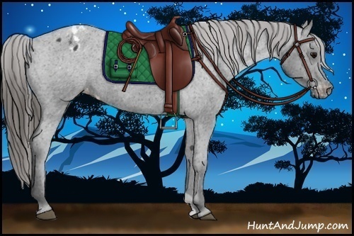 Horse Color:Blue Roan Appaloosa Rabicano 