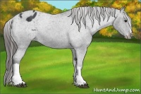 Horse Color:Black Appaloosa Rabicano 