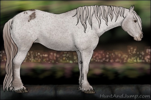 Horse Color:Liver Chestnut Appaloosa 