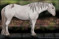 Horse Color:Liver Chestnut Appaloosa 
