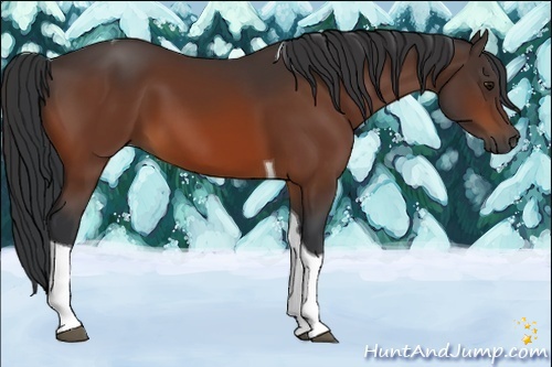 Horse Color:Bay Tobiano