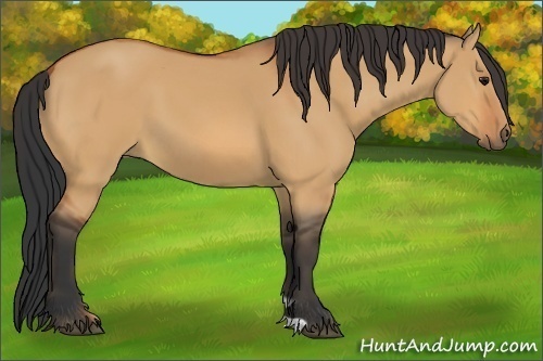 Horse Color:Bay Dun 