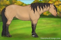Horse Color:Bay Dun