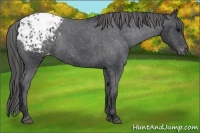 Horse Color:Black Appaloosa Rabicano 