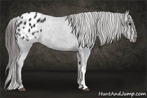 Horse Color:Black Appaloosa Rabicano 