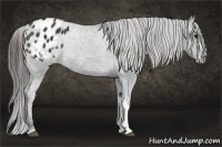 Horse Color:Black Appaloosa Rabicano 