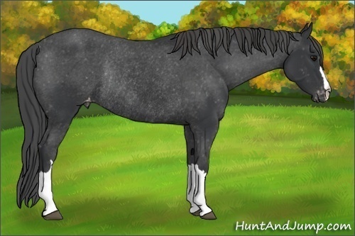 Horse Color:Black Appaloosa Rabicano 