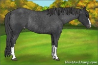 Horse Color:Black Varnish Rabicano