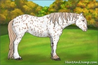 Horse Color:Chestnut Appaloosa 