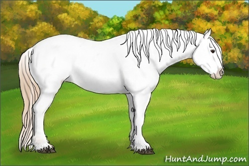 Horse Color:Chestnut Appaloosa 