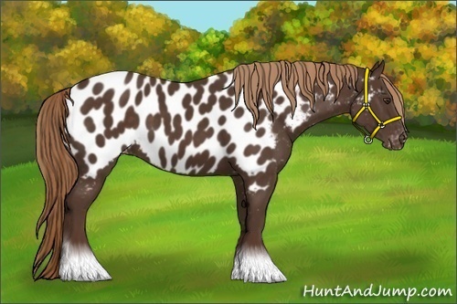 Horse Color:Liver Chestnut Near Leopard 