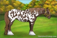 Horse Color:Liver Chestnut Near Leopard 