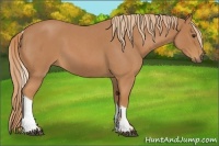 Horse Color:Red Roan Tobiano 