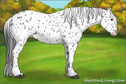 Horse Color:Black Appaloosa 