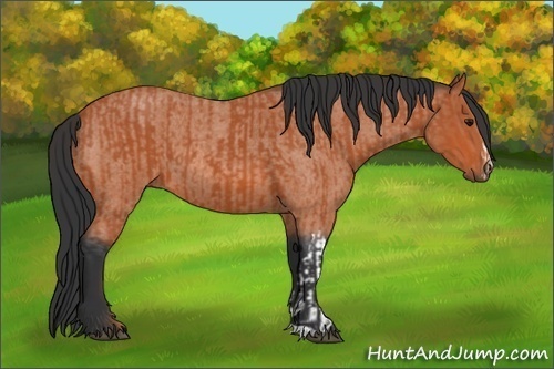 Horse Color:Bay and Bay Roan