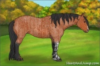 Horse Color:Bay  and Bay Roan 