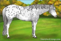 Horse Color:White Spotted Blue Roan Splash Frame Near Leopard