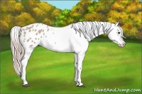Horse Color:Palomino Roan Splash Appaloosa 