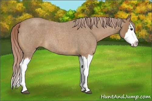 Horse Color:Palomino Roan Splash