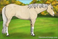 Horse Color:Silver Buckskin Roan Splash