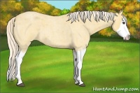 Horse Color:Palomino Roan Splash 