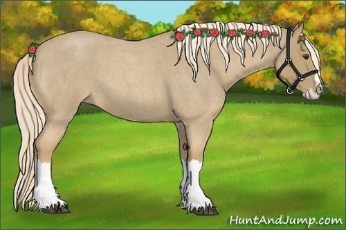 Horse Color:Palomino Roan Splash