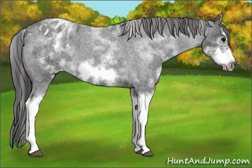 Horse Color:White Spotted Blue Roan Splash Frame Varnish