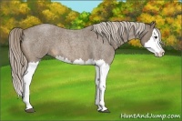 Horse Color:Chocolate Palomino Roan Splash