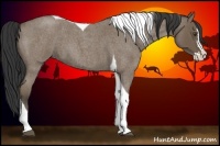 Horse Color:Buckskin Roan Splash Tobiano