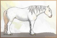 Horse Color:Gold Champagne Roan Dun Splash Tobiano Frame Near Leopard Rabicano