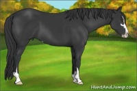 Horse Color:Black Sabino 