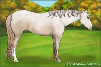 Horse Color:Smoky Black Pearl