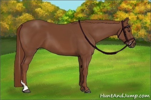 Horse Color:Chestnut Tobiano 