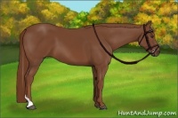 Horse Color:Chestnut Tobiano