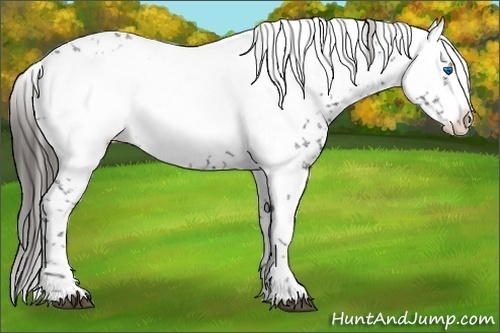 Horse Color:Liver Chestnut Frame