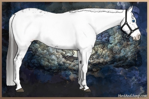 Horse Color:Liver Chestnut Frame
