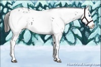 Horse Color:Liver Chestnut Frame 