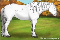 Horse Color:Liver Chestnut Frame 