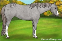 Horse Color:Grullo Appaloosa 