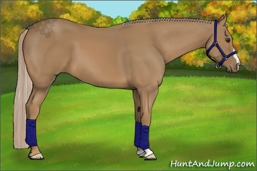 Horse Color:Palomino